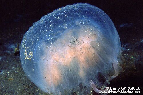 Medusa luminosa (Pelagia noctiluca)