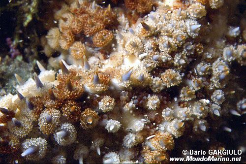 Stella marina spinosa minore (Coscinasterias tenuispina)