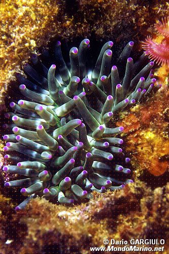 Anemone grosso (Cribrinopsis crassa)