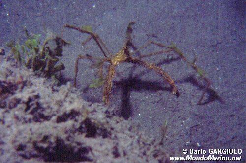 Granchio (Macropodia longirostris)