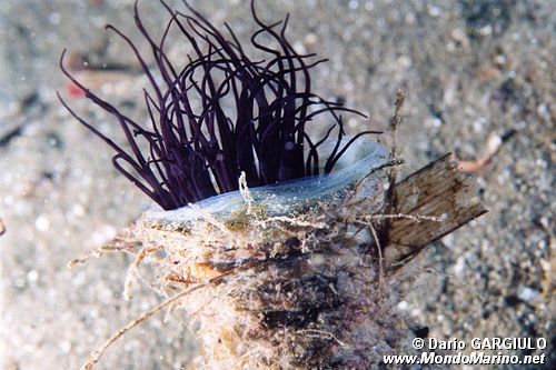 Cerianto (Cerianthus membranaceus)