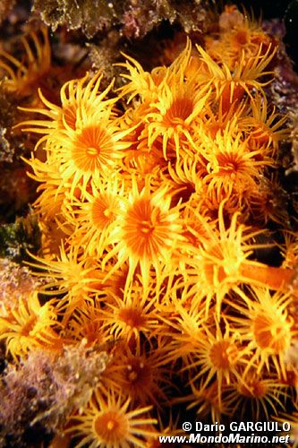 Parazoanthus (Parazoanthus axinellae)