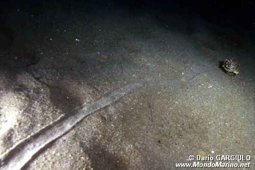 Murice troncato (Hexaplex trunculus)