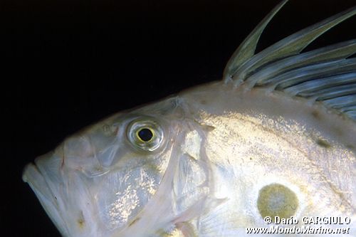 Pesce san pietro (Zeus faber)