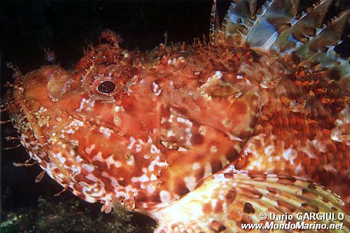 Scorfano rosso (Scorpaena scrofa)