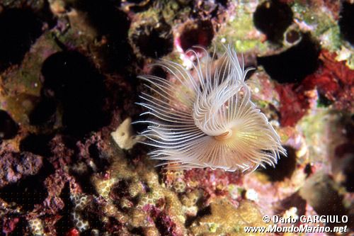 Verme dal ciuffo bianco (Protula tubularia)