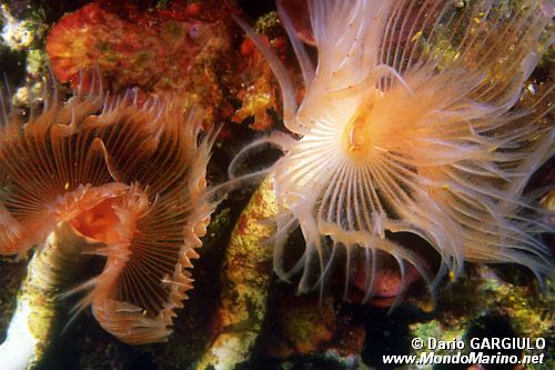 Verme dal ciuffo bianco (Protula tubularia)