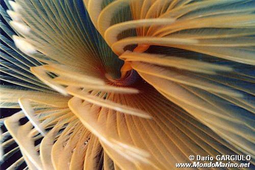 Spirografo (Sabella spallanzanii)