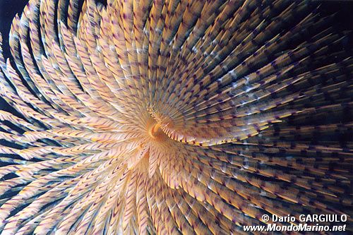 Spirografo (Sabella spallanzanii)