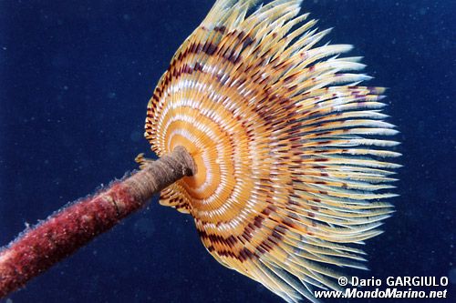 Spirografo (Sabella spallanzanii)