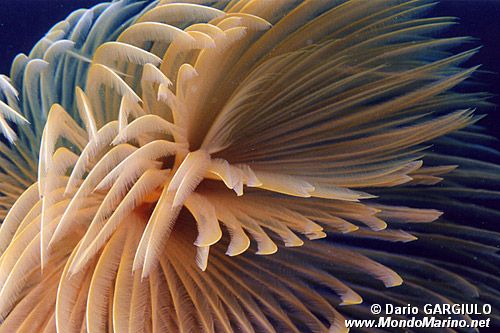 Spirografo (Sabella spallanzanii)