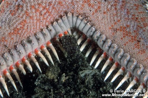Stella pettine maggiore (Asteopecten aranciacus)