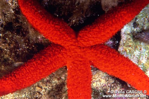 Stella rossa (Echinaster sepositus)