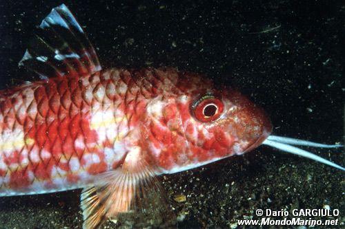 Triglia di scoglio (Mullus surmuletus)