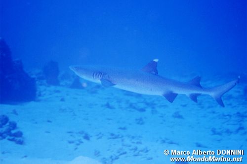 Squalo pinna bianca (Triaenodon obesus)