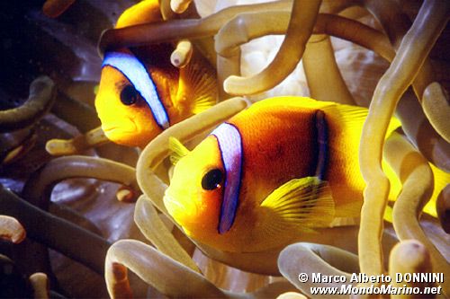 Pesce pagliaccio (Amphiprion bicinctus)