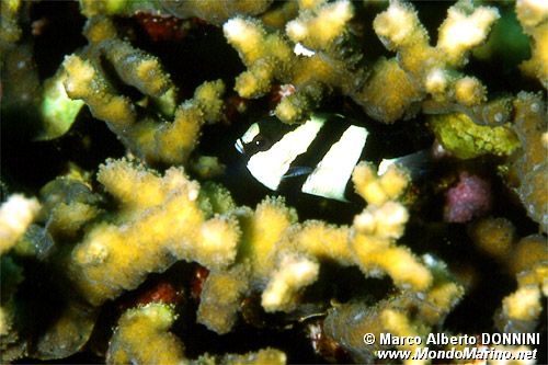 Damigella codabianca (Dascyllus aruanus)
