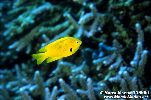Castagnola sulfurea (Pomacentrus sulfureus)