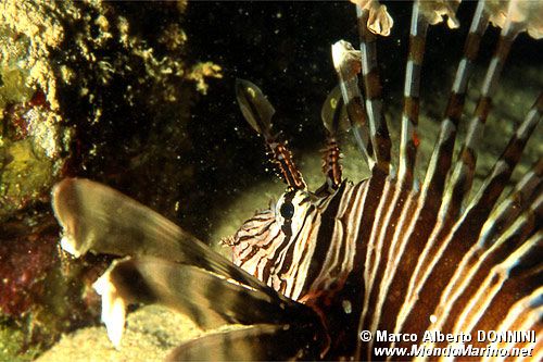 Pesce cobra (Pterois miles)