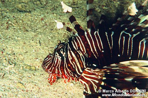 Pesce cobra (Pterois miles)