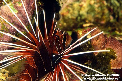 Pesce cobra (Pterois radiata)