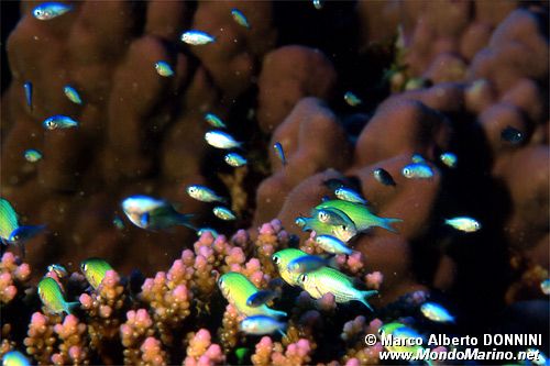 Castagnola verde (Chromis viridis)