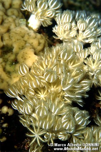 Corallo cuoio (Heteroxenia fuscescens)