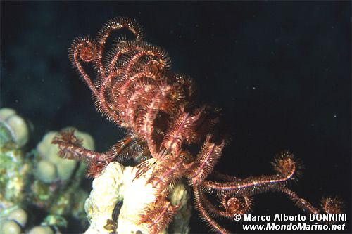 Crinoide (Oligometra serripinna)