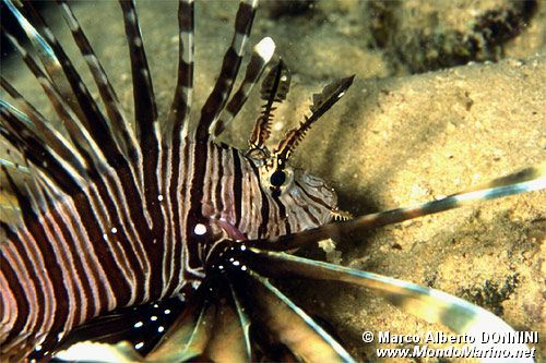 Pesce cobra (Pterois miles)