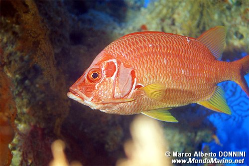 Pesce scoiattolo spinoso (Sargocentron spiniferum)