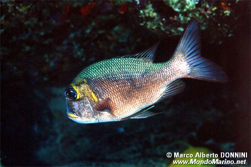 Letrinide dagli occhi grandi (Monotaxis grandoculis)