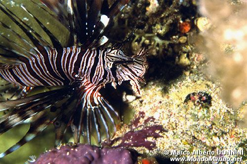 Pesce cobra (Pterois miles)