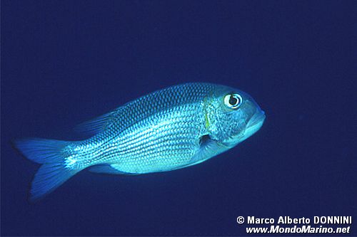 Letrinide dagli occhi grandi (Monotaxis grandoculis)