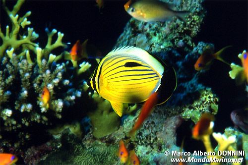 Pesce farfalla austriaco (Chaetodon austriacus)