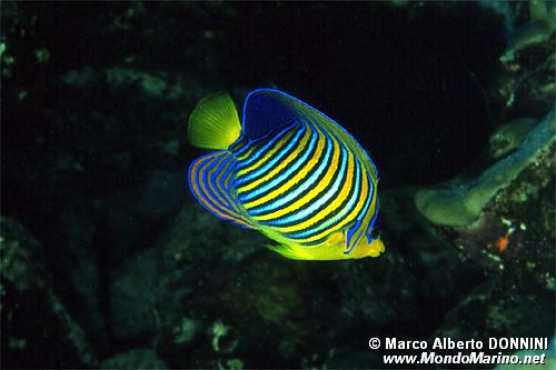 Pesce angelo (Pygoplites diacanthus)