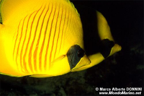 Pesce farfalla semimascherato (Chaetodon semilarvatus)