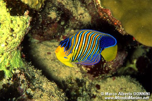 Pesce angelo (Pygoplites diacanthus)