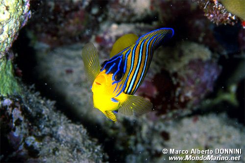 Pesce angelo (Pygoplites diacanthus)