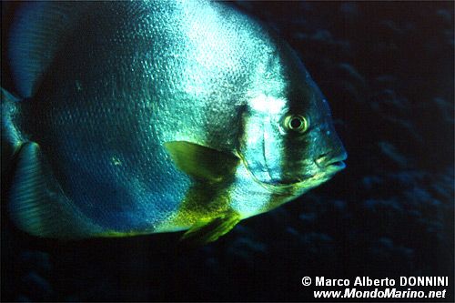 Pesce pipistrello (Platax orbicularis)