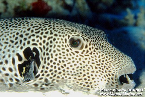 Pesce palla (Arothron stellatus)