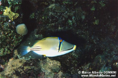 Pesce picasso (Rhinecanthus assasi)