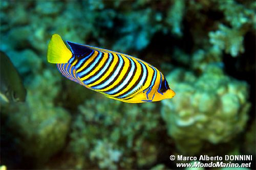 Pesce angelo (Pygoplites diacanthus)