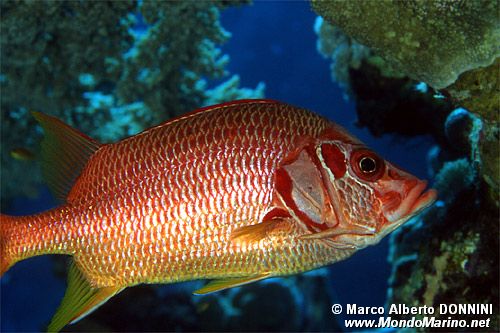 Pesce scoiattolo spinoso (Sargocentron spiniferum)