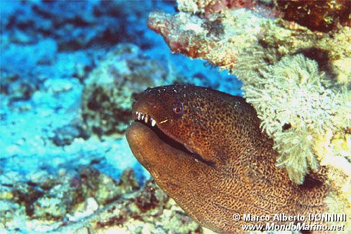 Murena gigante (Gymnothorax javanicus)