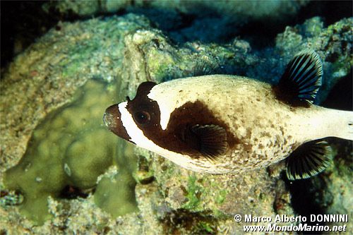 Pesce palla mascherato (Arothron diadematus)
