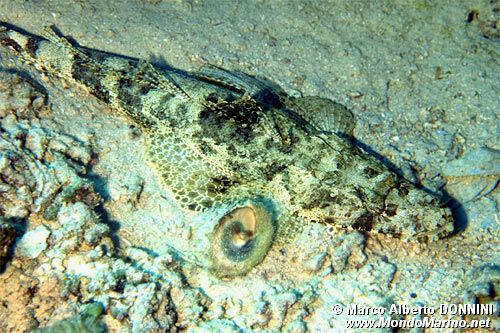 Pesce coccodrillo (Papilloculiceps longiceps)