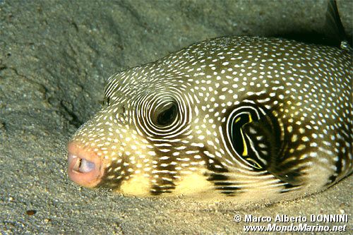 Pesce palla a punti bianchi (Arothron hispidus)