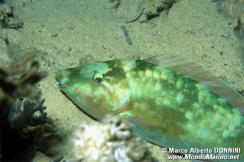 Pappagallo a muso lungo (Hipposcarus harid)