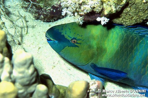 Pesce pappagallo rugginoso (Scarus ferrugineus)