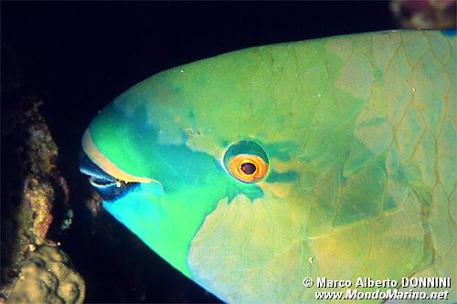 Pesce pappagallo rugginoso (Scarus ferrugineus)